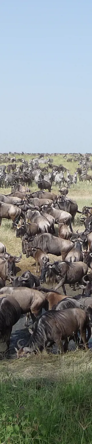 Sei dabei bei der grossen Tierwanderung in der Serengeti